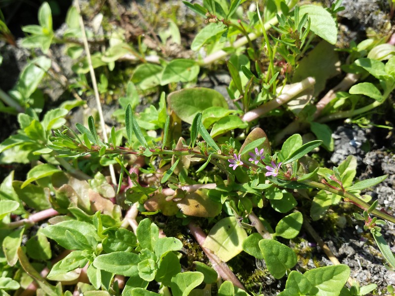 Threebract Loosestrife photo 2