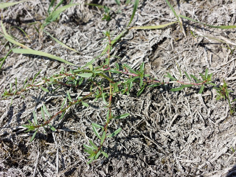 Threebract Loosestrife photo 3