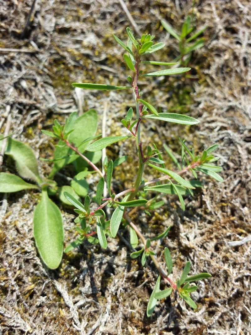Threebract Loosestrife photo 6