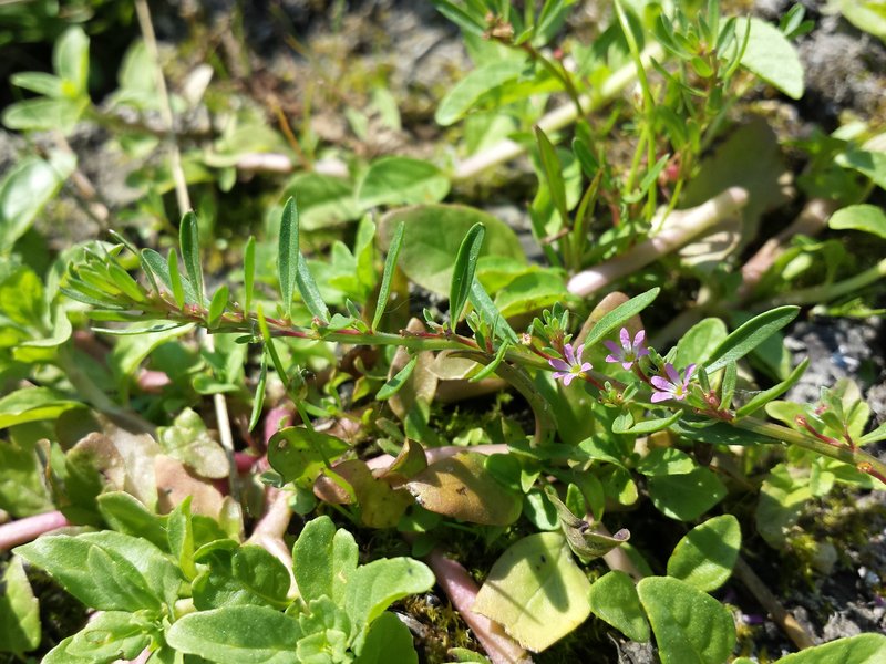 Threebract Loosestrife photo 7