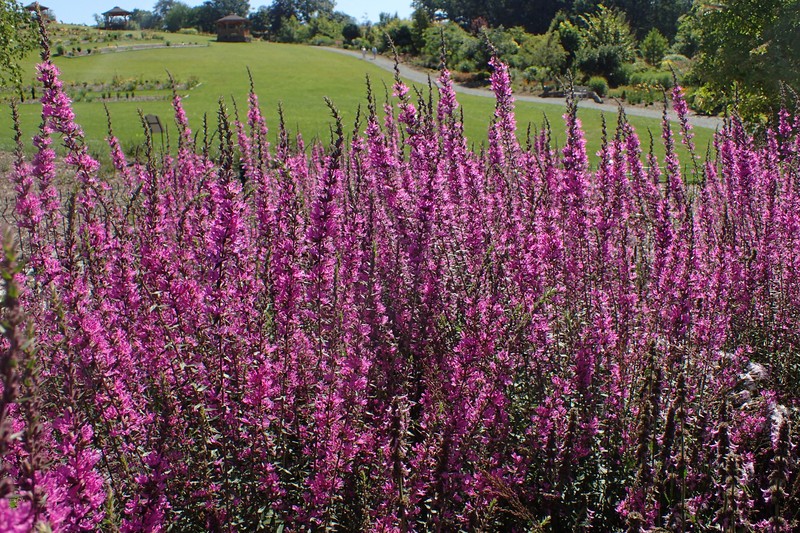 European Wand Loosestrife photo 4