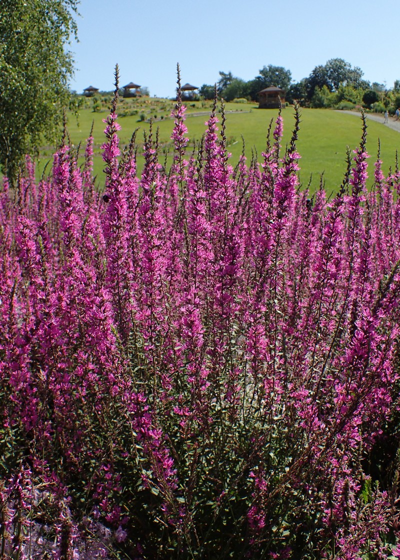 European Wand Loosestrife photo 5