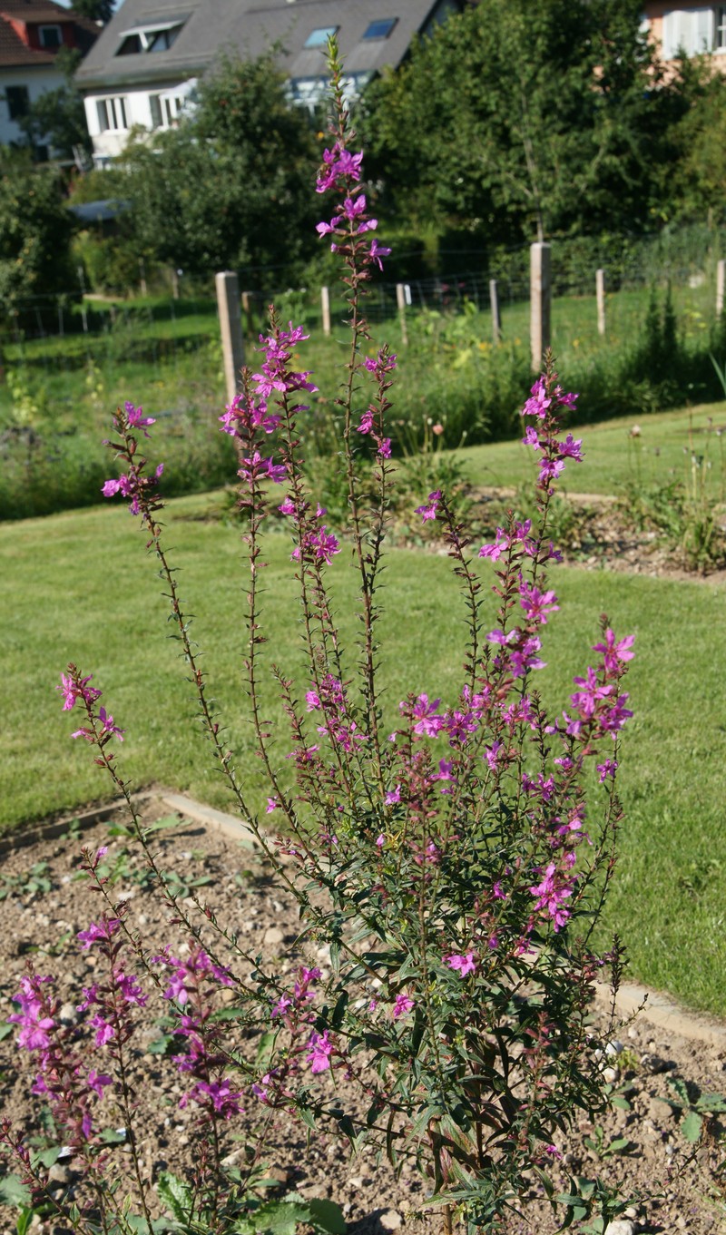 European Wand Loosestrife photo 2