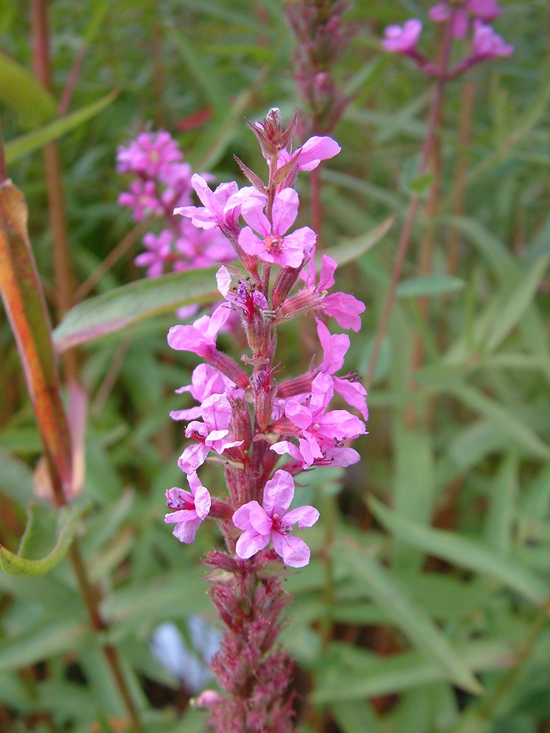 European Wand Loosestrife photo 3