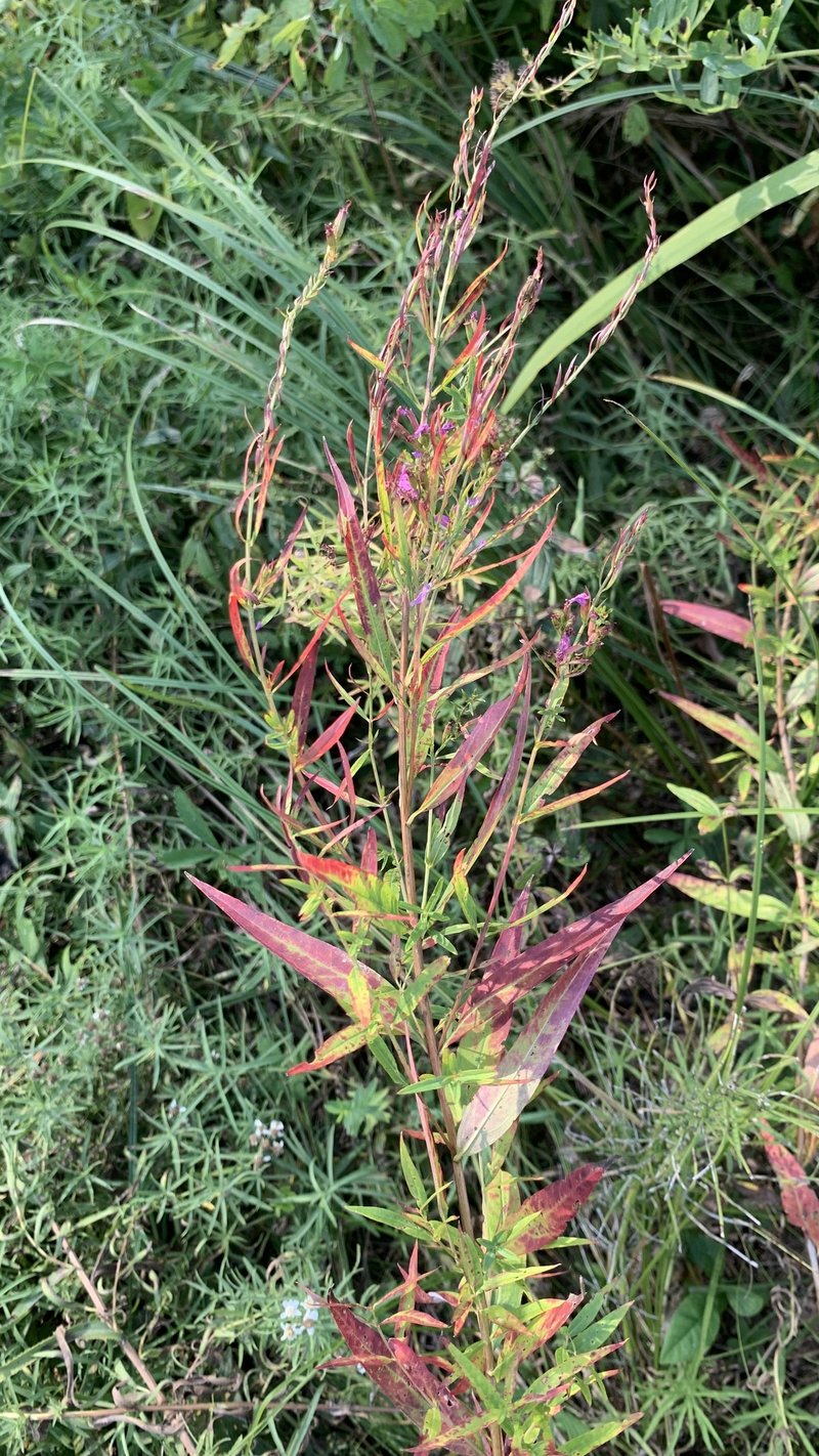 European Wand Loosestrife photo 6