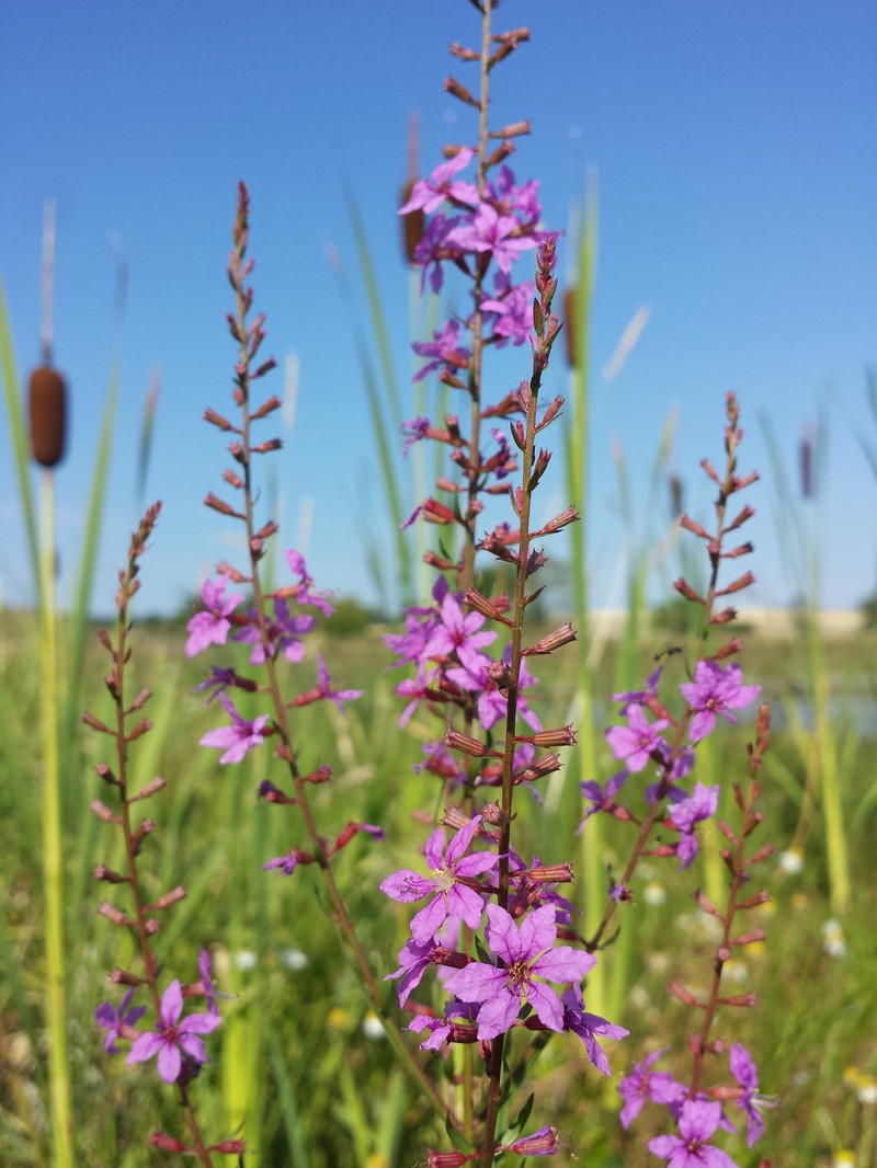European Wand Loosestrife