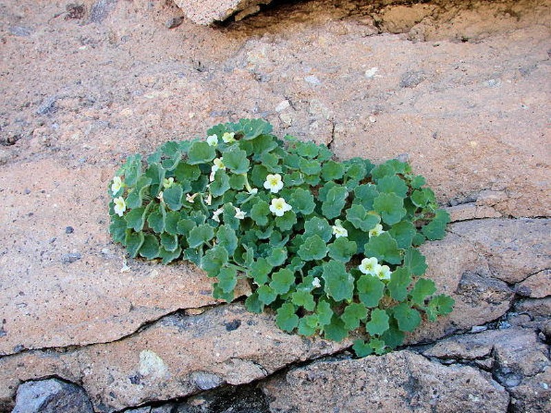 Brittlestem photo 2
