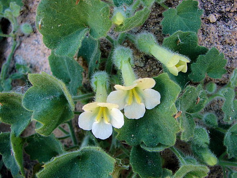 Brittlestem