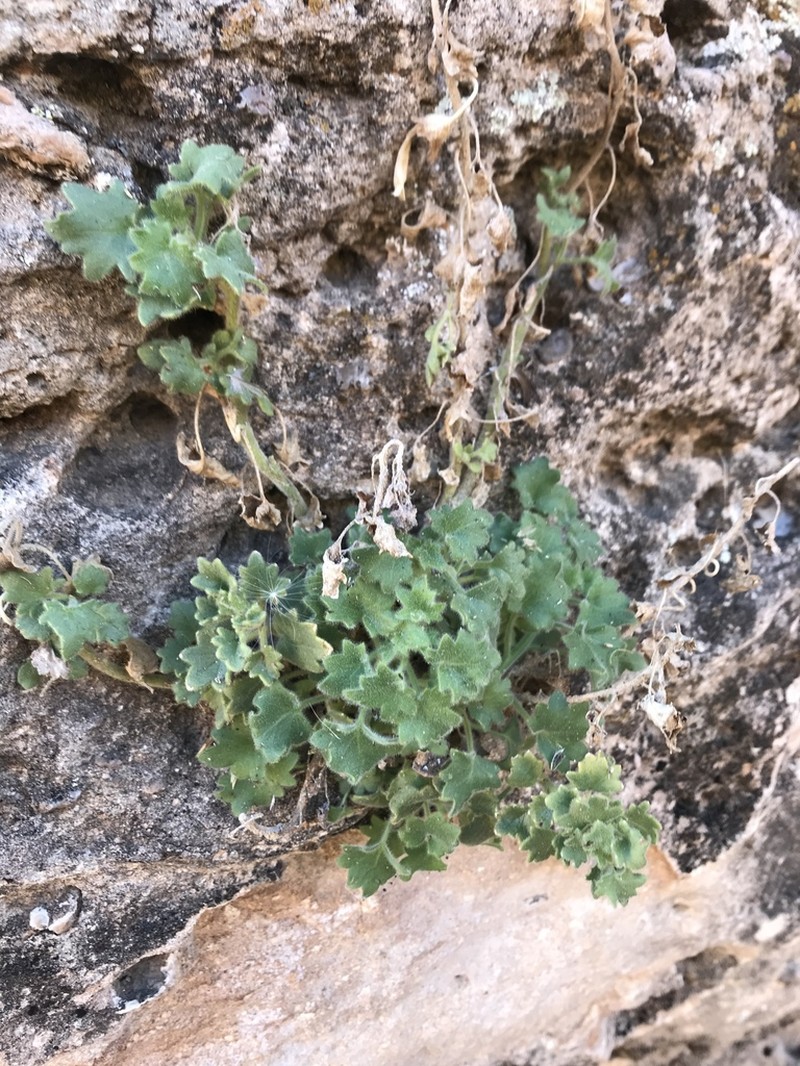 Brittlestem photo 4