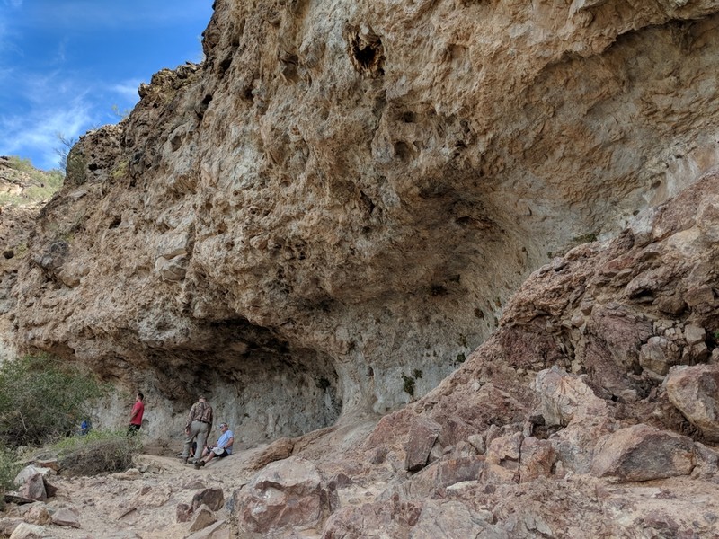 Brittlestem photo 5