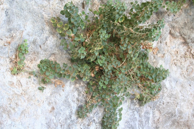 Brittlestem photo 6