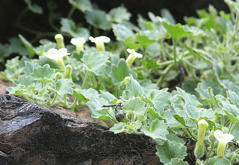 Brittlestem photo 7