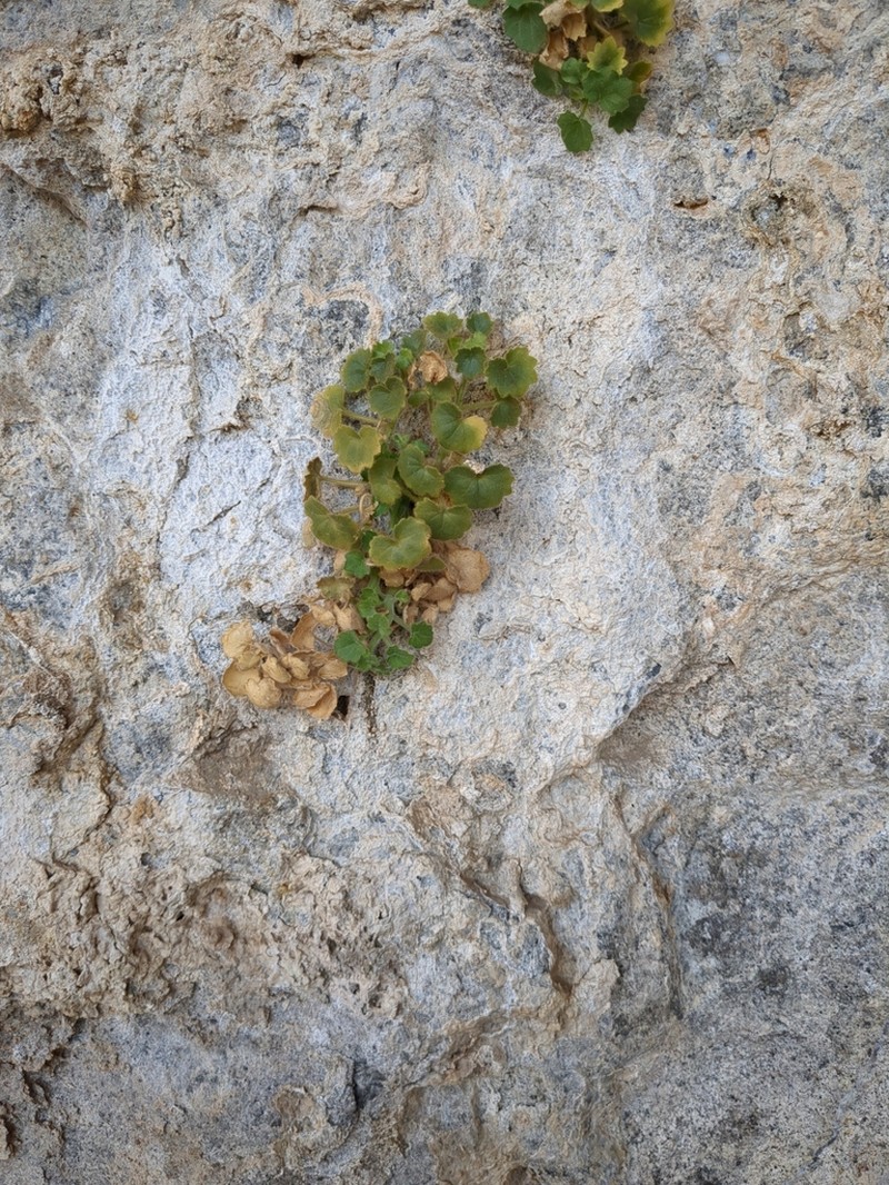 Brittlestem photo 8