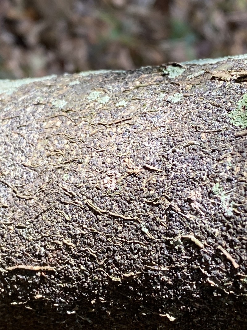 Macadamia Nut photo 2