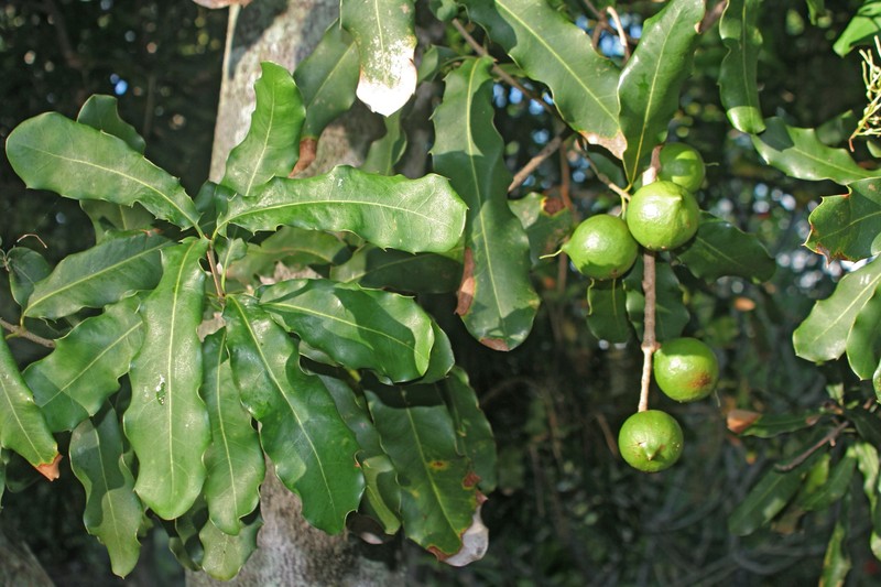 Macadamia Nut photo 3