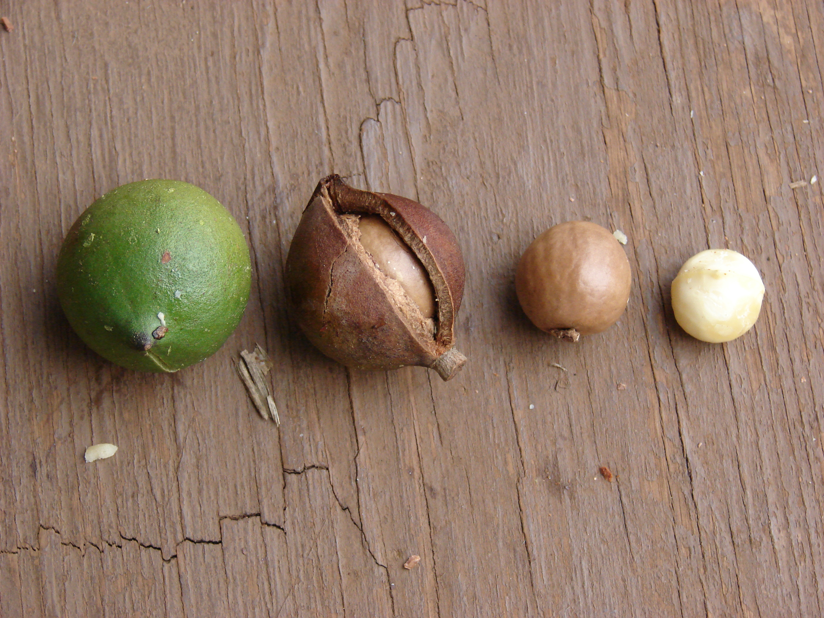 Macadamia Nut photo 5