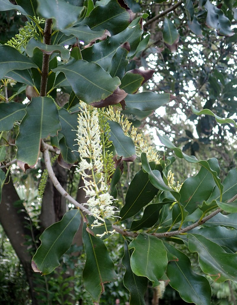 Macadamia Nut photo 6