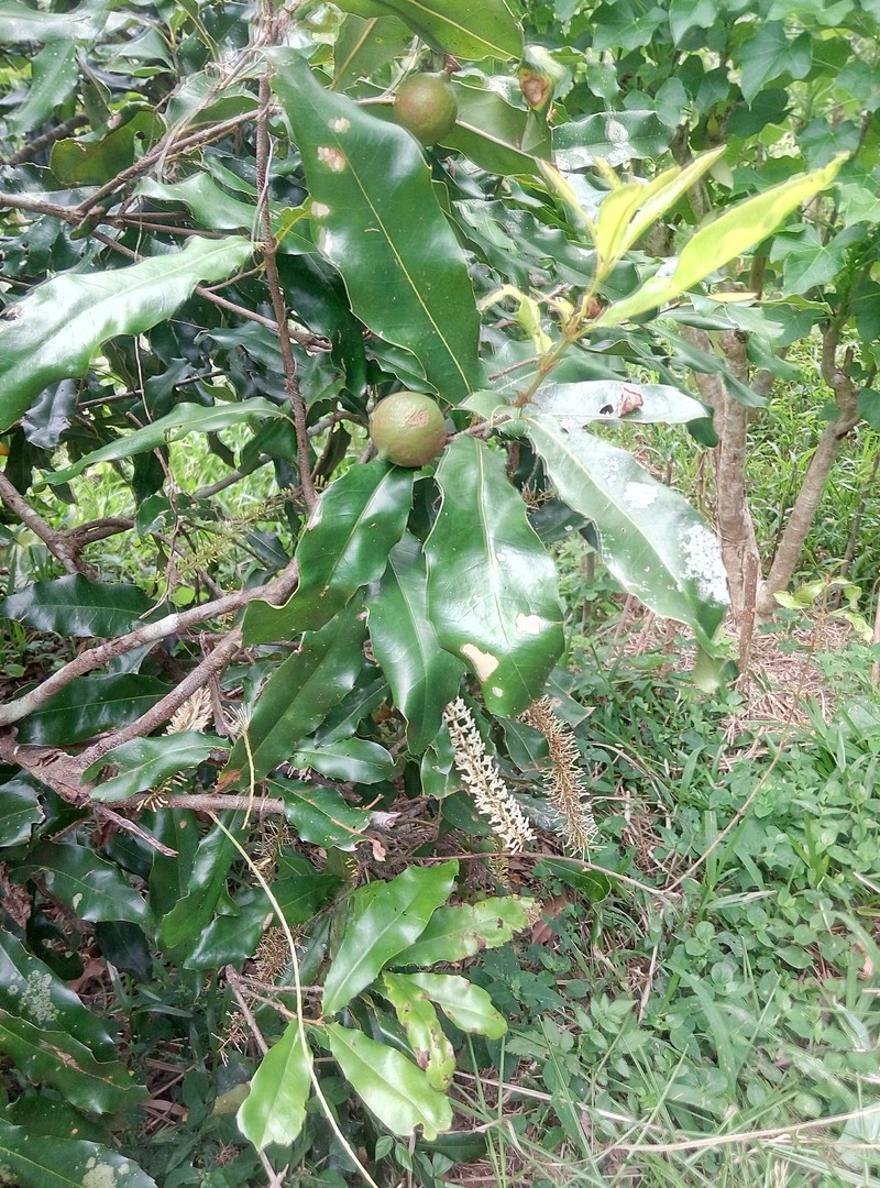 Macadamia Nut photo 7