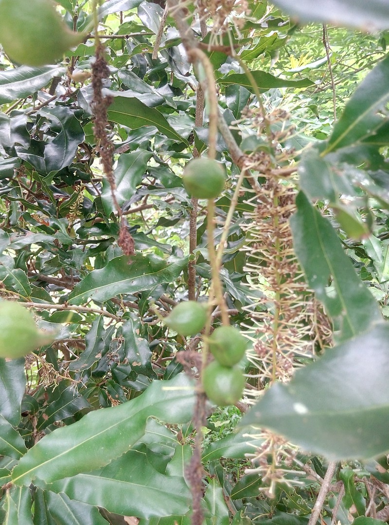 Macadamia Nut photo 8
