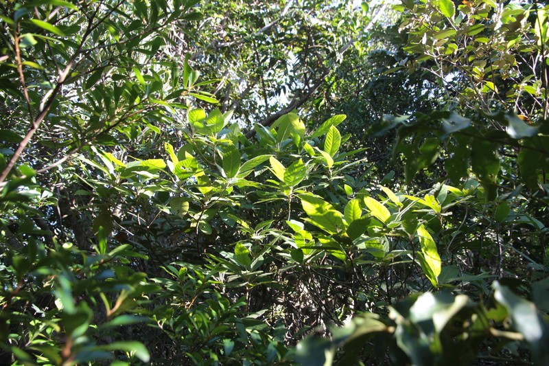 Macaranga latebrosa