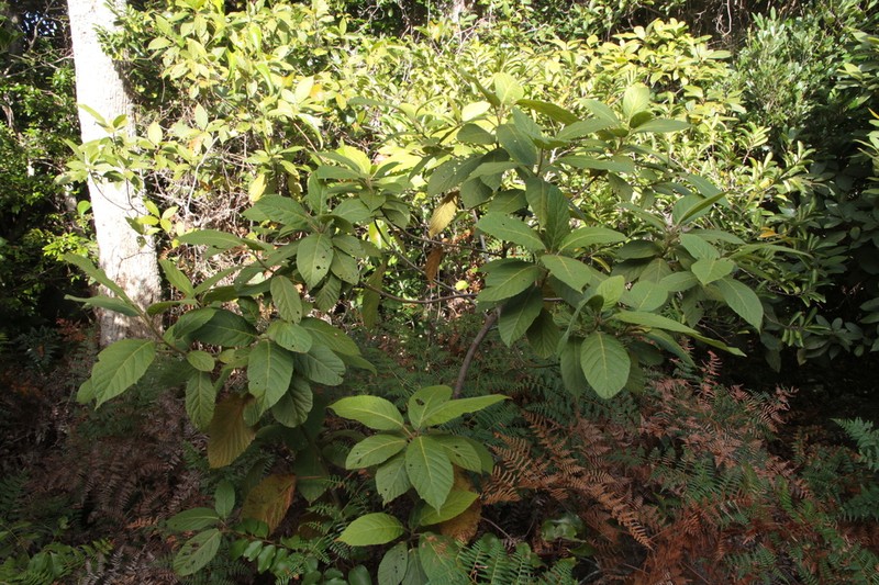 Macaranga latebrosa photo 6