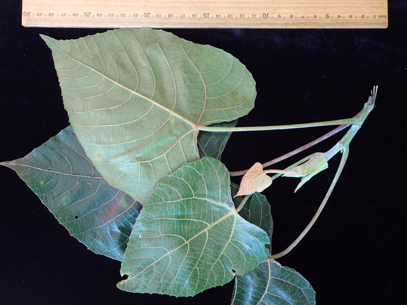 Macaranga savaiiensis