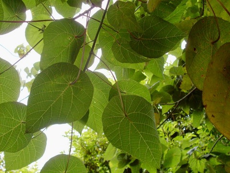 Parasol Leaf Tree photo 2