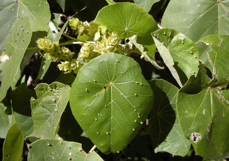 Parasol Leaf Tree photo 3