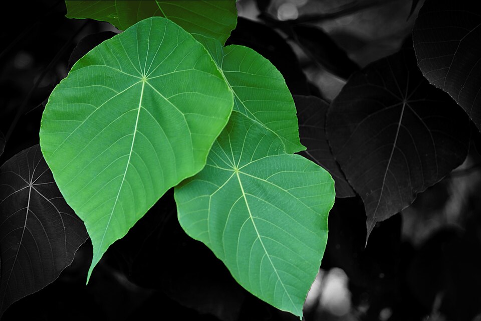 Parasol Leaf Tree photo 4