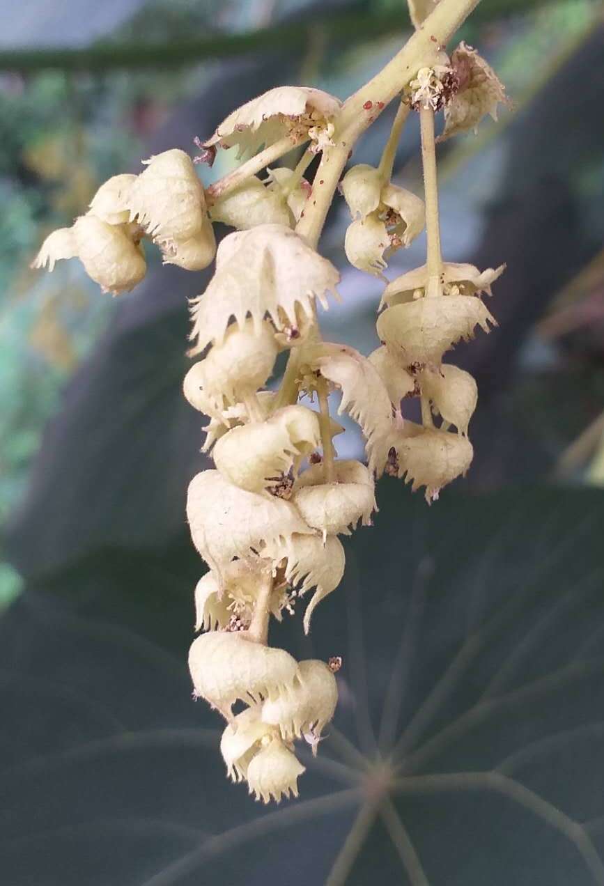Parasol Leaf Tree photo 5
