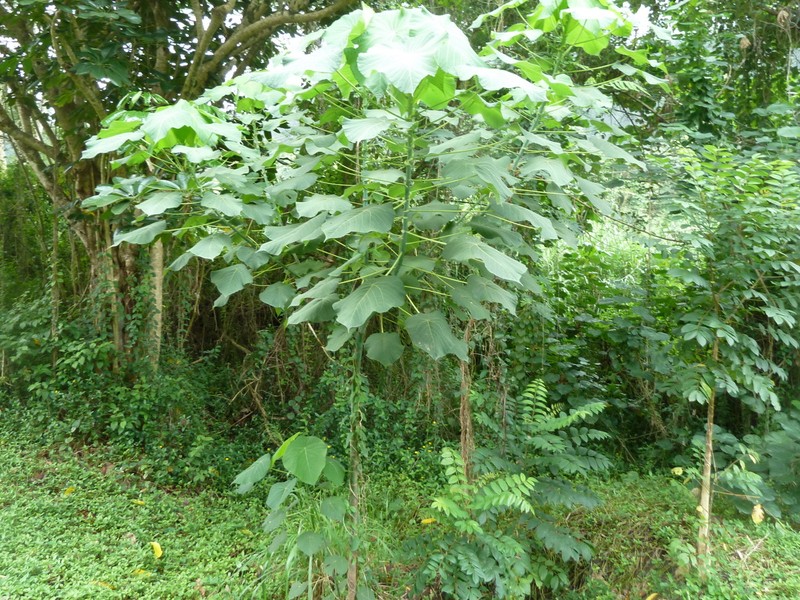 Parasol Leaf Tree photo 8