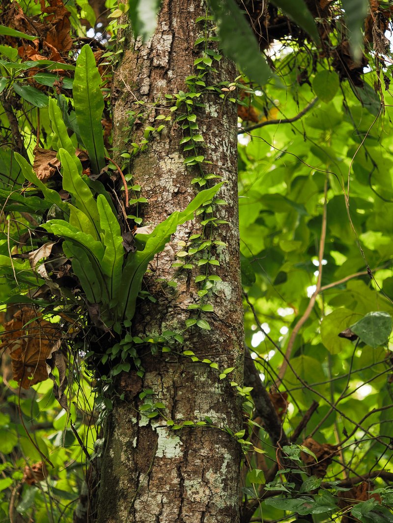 Macaranga thompsonii