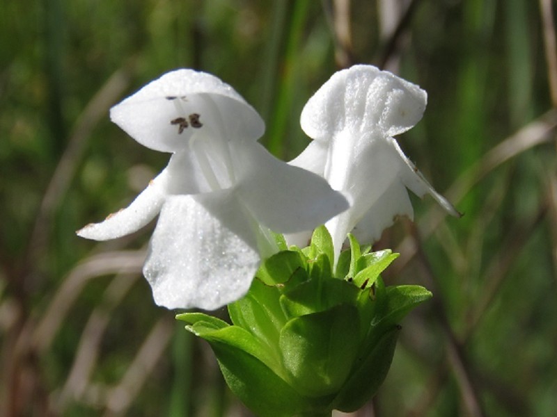 White Birds-In-A-Nest photo 7