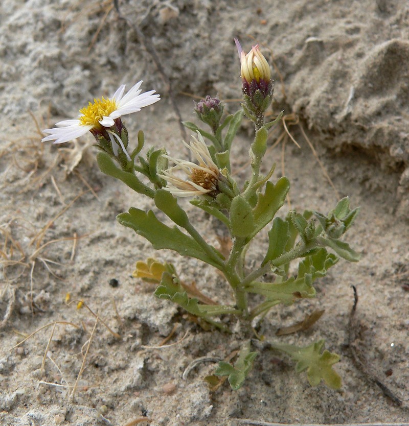 Arid Tansyaster photo 2