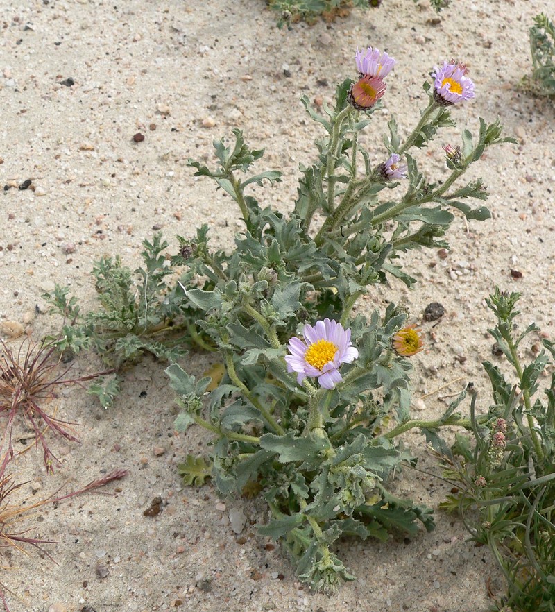 Arid Tansyaster photo 3