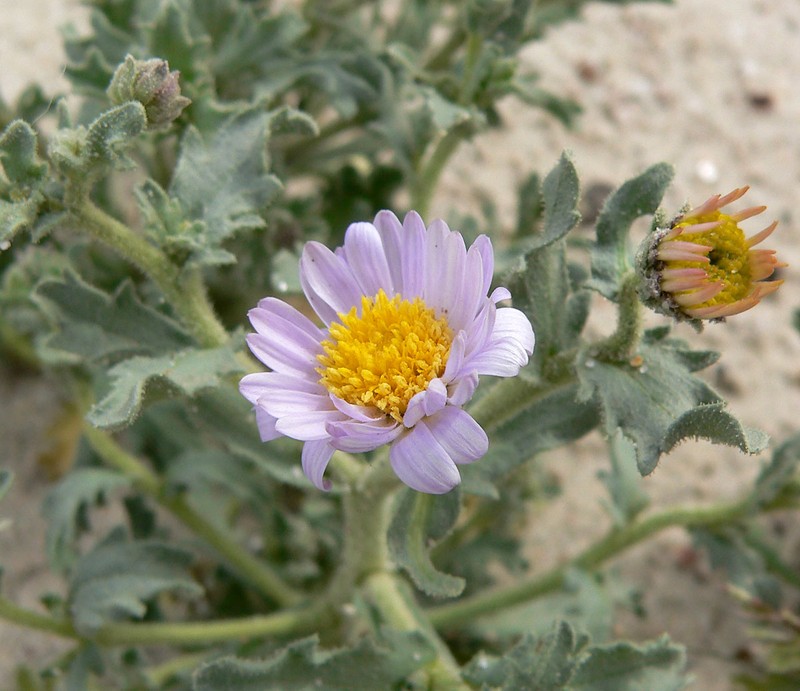 Arid Tansyaster