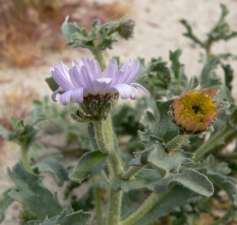 Arid Tansyaster photo 4