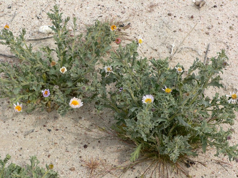 Arid Tansyaster photo 5