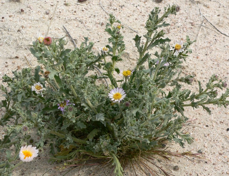 Arid Tansyaster photo 6