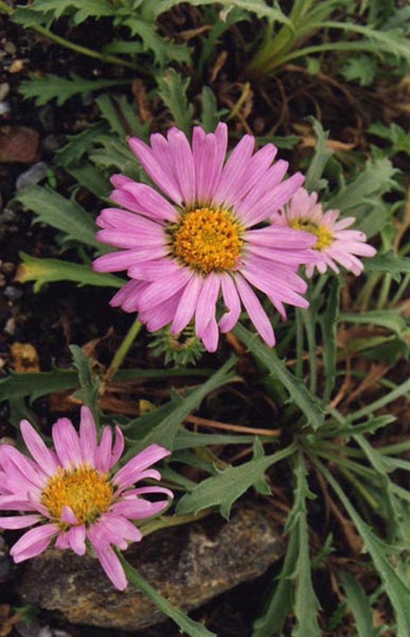 Colorado Tansyaster photo 2