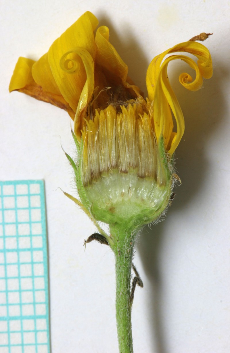 Slender Goldenweed photo 2