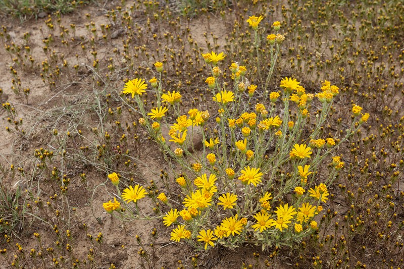 Slender Goldenweed photo 4