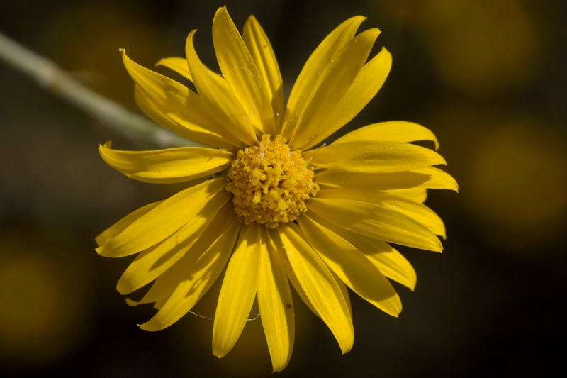 Slender Goldenweed photo 5