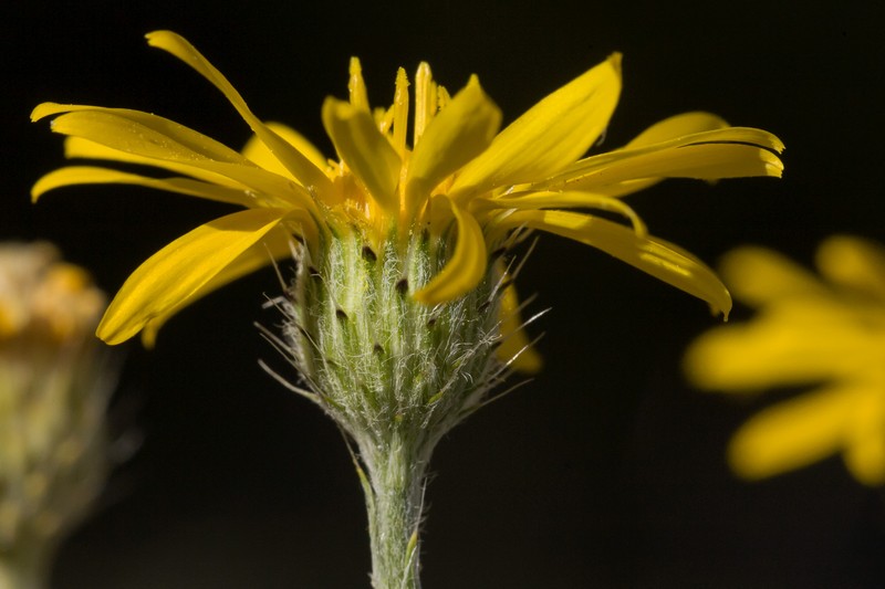 Slender Goldenweed photo 6