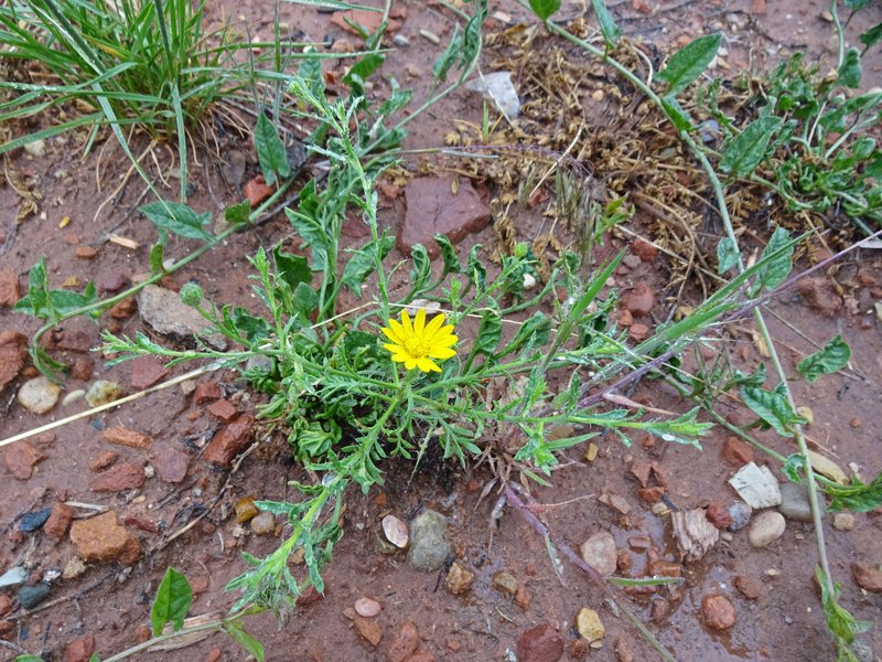 Slender Goldenweed