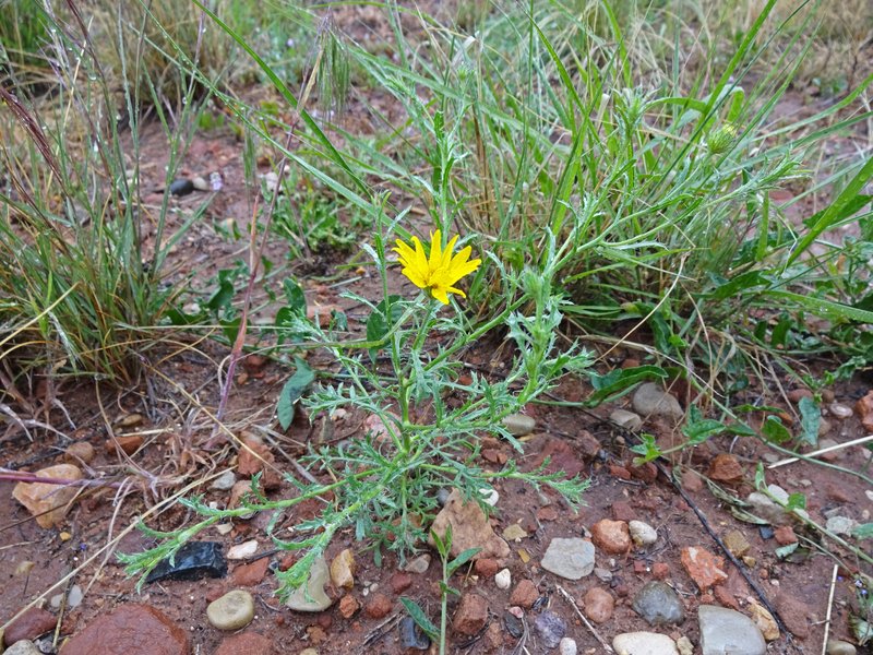 Slender Goldenweed photo 8