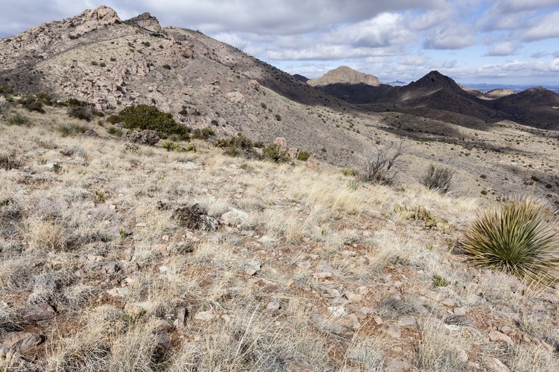 Chiricahua Mountain Tansyaster