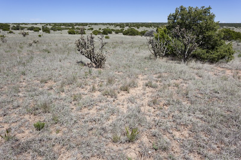 Mesa Tansyaster photo 2
