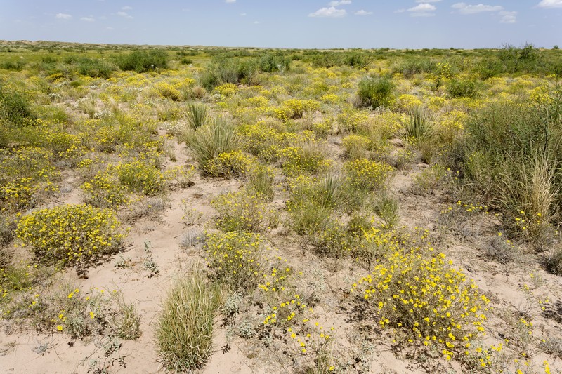 Mesa Tansyaster photo 4