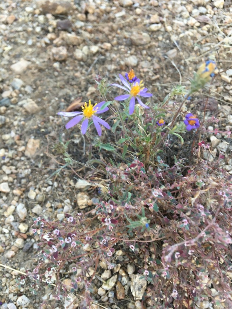 Mesa Tansyaster photo 3